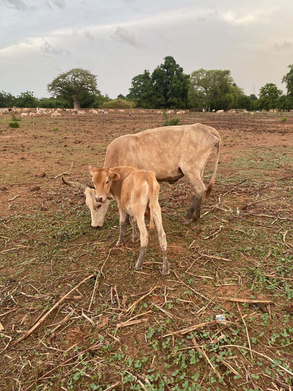 A cow and calf together in a field