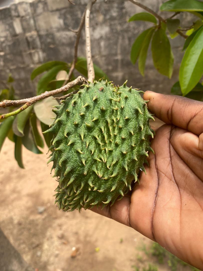 Green fruit held beside a tree branch