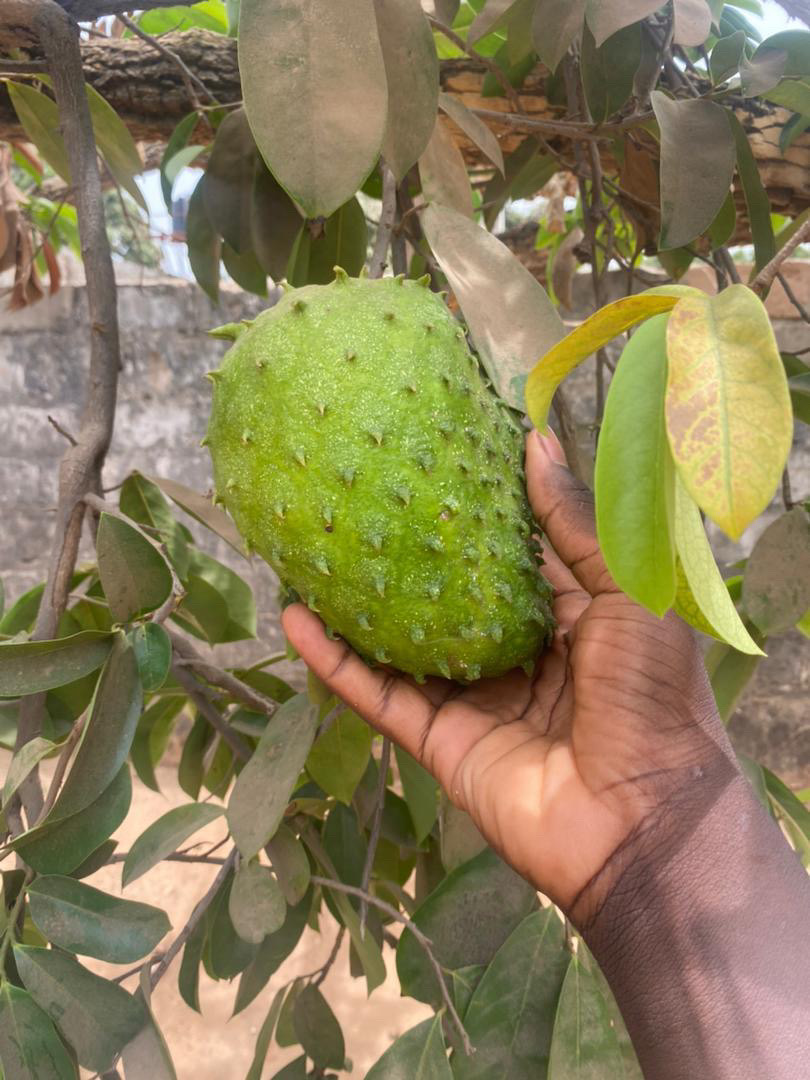 A closer look at fruit growing among the leaves