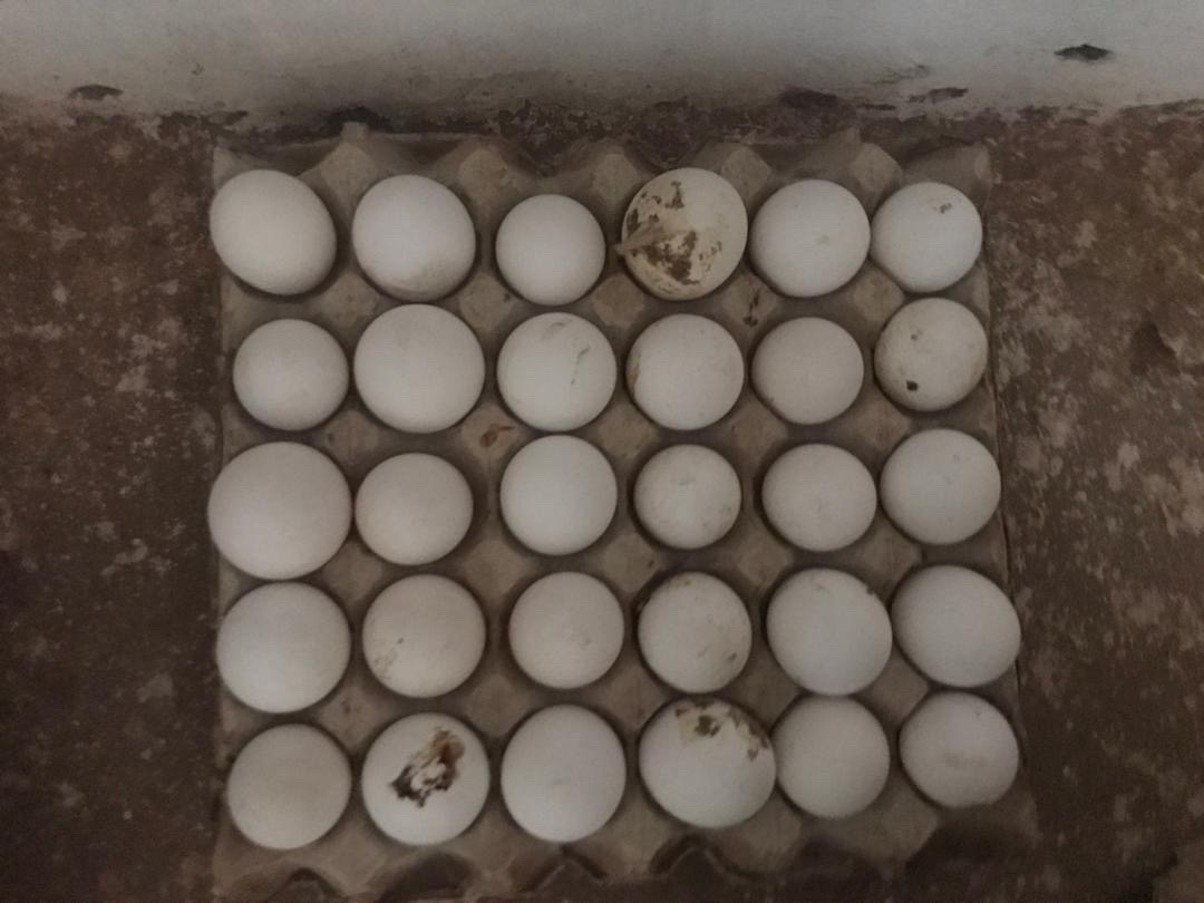 Eggs arranged in a tray