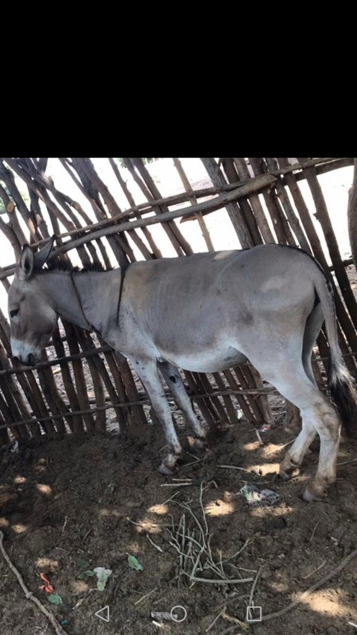 A donkey inside a wooden shelter