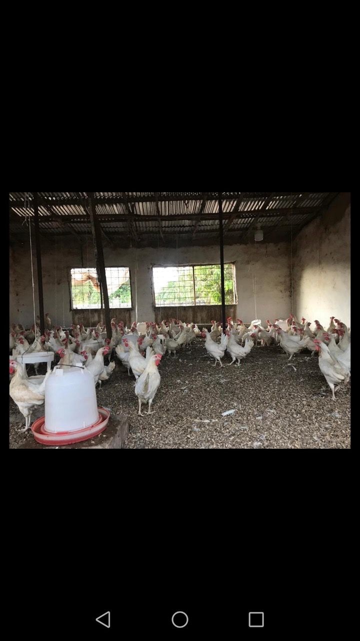 Chickens gathered inside a poultry house