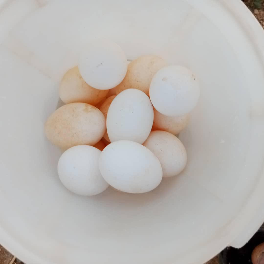 Eggs collected in a white bowl