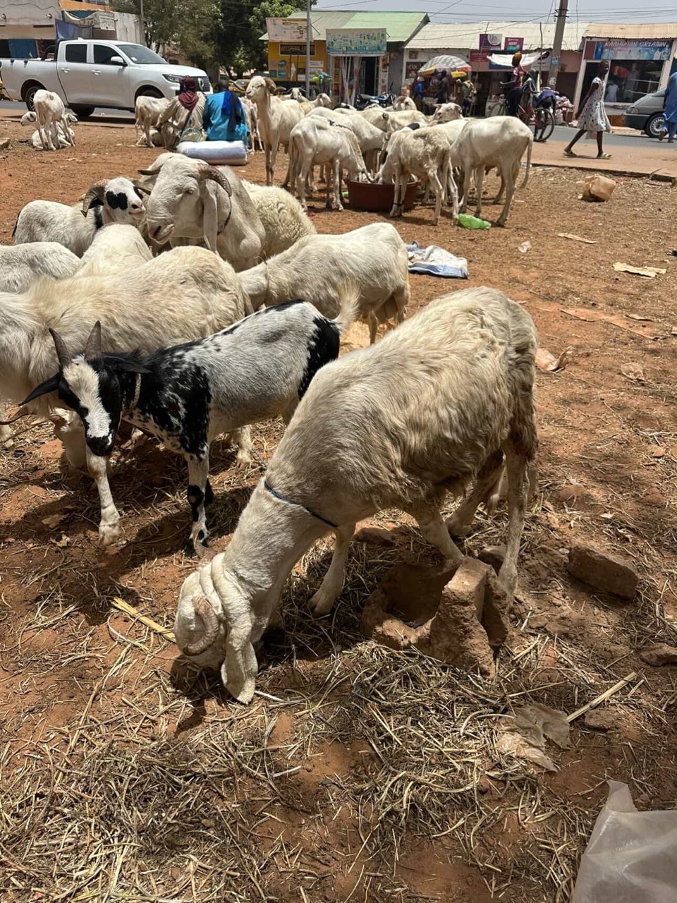 Livestock gathered at a roadside market