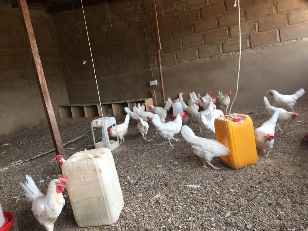 Chickens inside a poultry house